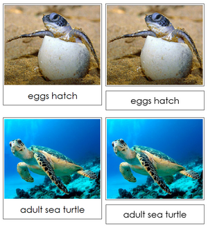 Sea Turtle Life Cycle Nomenclature 3-Part Cards & Charts - Montessori Print Shop