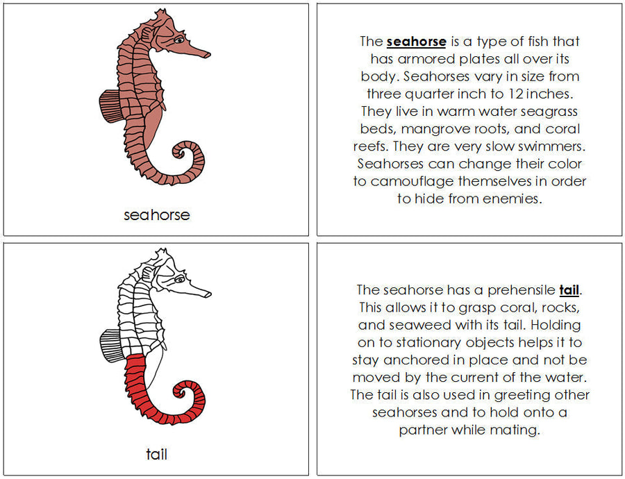 Seahorse Nomenclature Book (red) - Montessori Print Shop
