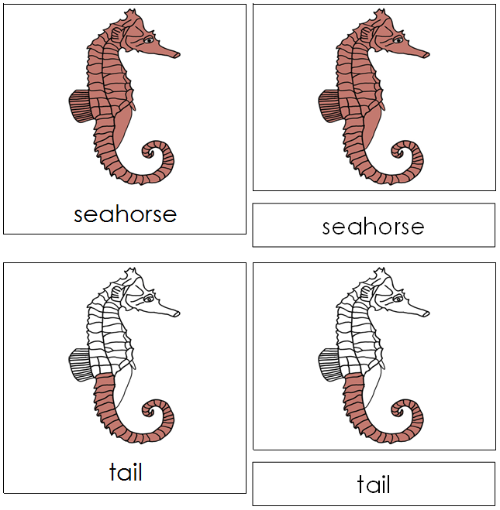 Seahorse Nomenclature Cards - Montessori Print Shop