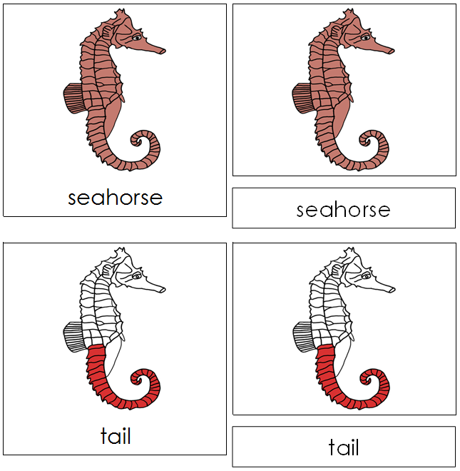 Seahorse Nomenclature Cards (red) - Montessori Print Shop