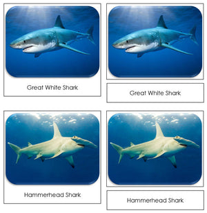 Sharks Safari Toob Cards - Montessori Print Shop