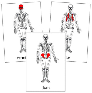 Skeleton Nomenclature Cards - Montessori Print Shop