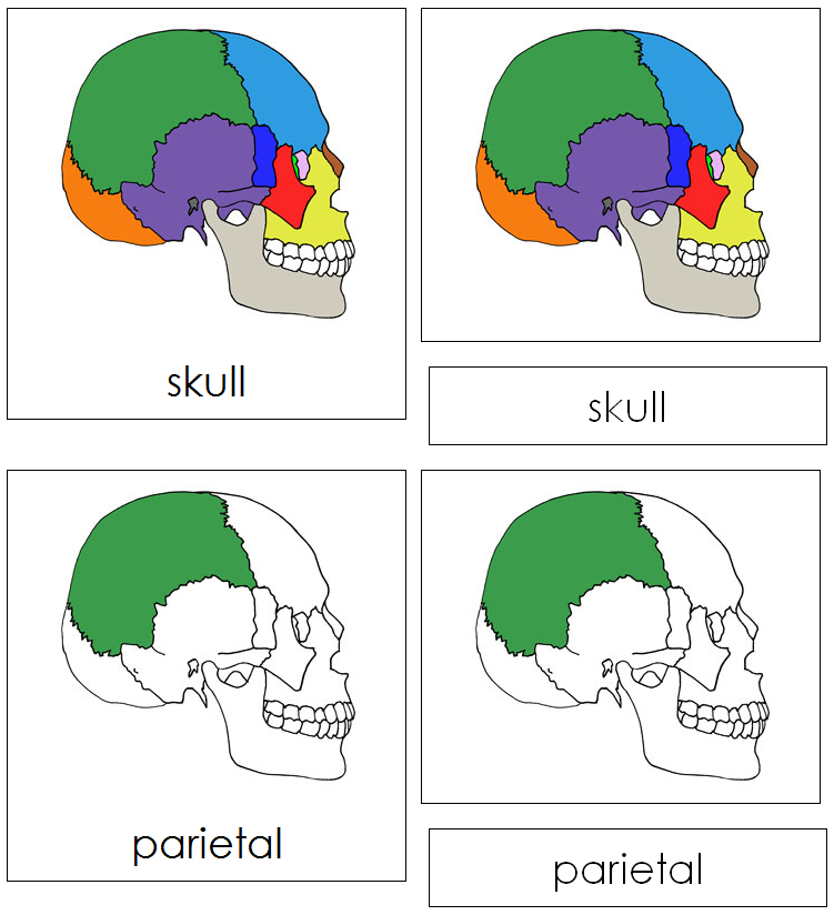 Skull Nomenclature Cards - Montessori Print Shop