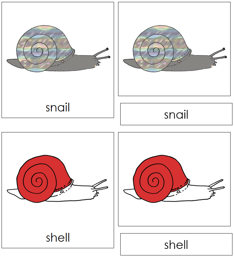 Snail Nomenclature Cards (red) - Montessori Print Shop