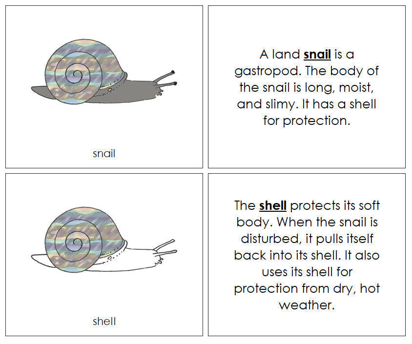 Parts of a Snail Nomenclature Book - Montessori Print Shop