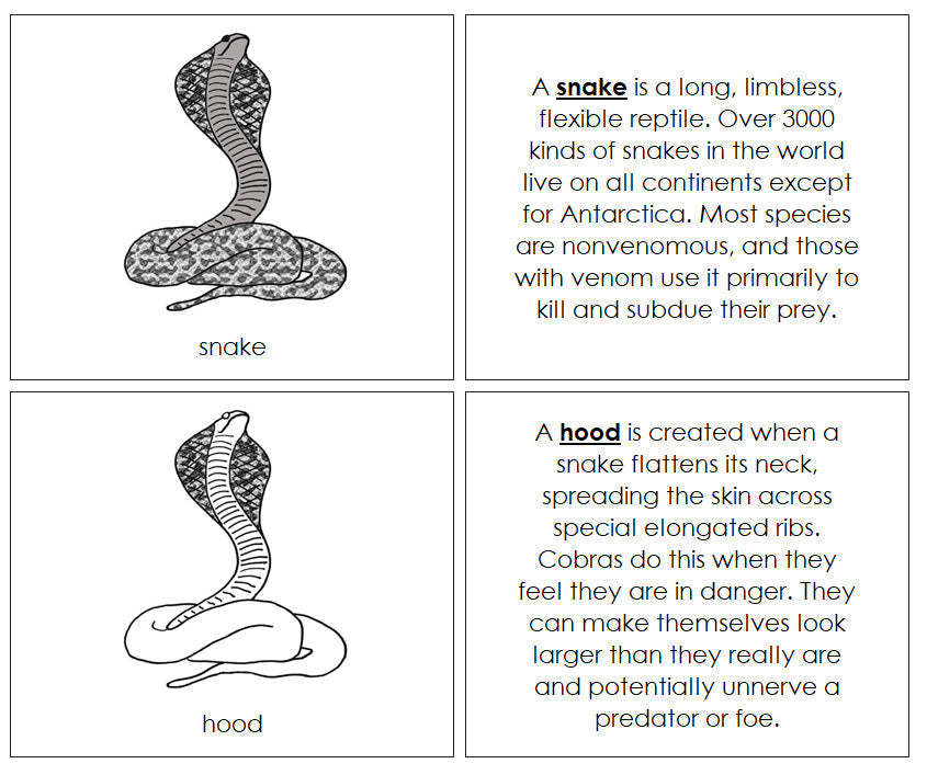 Parts of a Snake Nomenclature Book - Montessori Print Shop