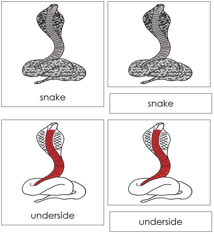 Snake Nomenclature Cards (red) - Montessori Print Shop