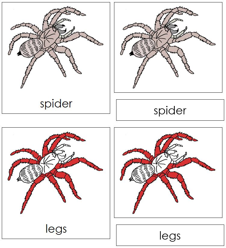 Spider Nomenclature Cards (red) - Montessori Print Shop