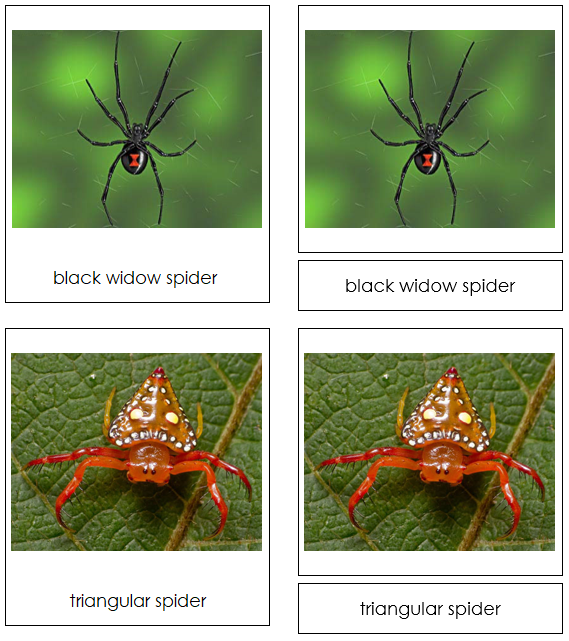 Spider 3-Part Cards - Montessori Print Shop