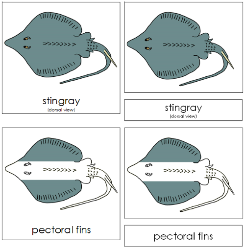 Stingray Nomenclature Cards - Montessori Print Shop