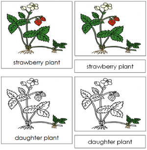 Strawberry Plant Nomenclature 3-Part Cards - Montessori Print Shop