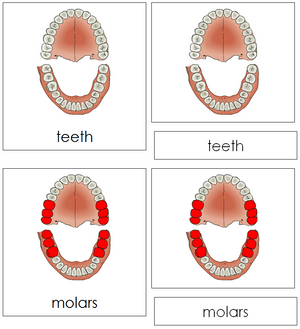 Teeth & Jaw Nomenclature 3-Part Cards - Montessori Print Shop