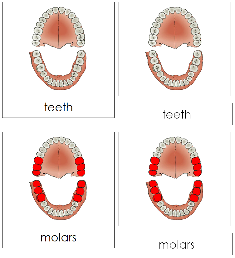 Teeth & Jaw Nomenclature Cards - Montessori Print Shop