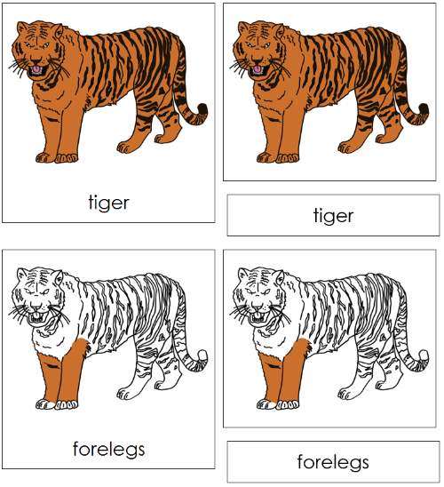 Tiger Nomenclature Cards - Montessori Print Shop