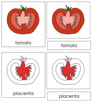 Parts of a tomato Nomenclature 3-Part Cards (Red) - Montessori Print Shop