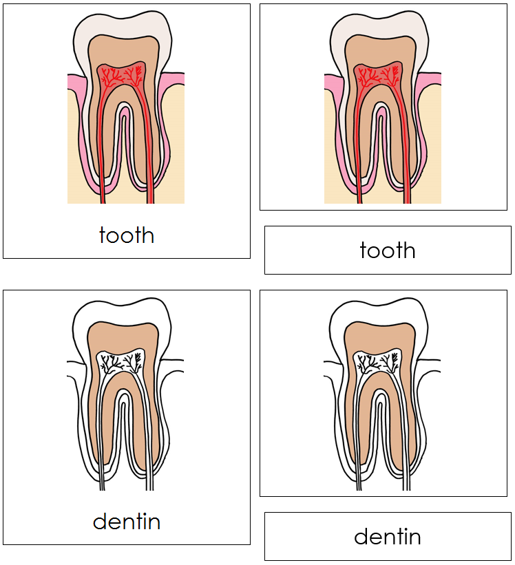 Tooth Nomenclature Cards - Montessori Print Shop