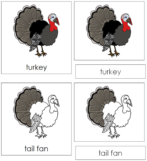 Turkey Nomenclature Cards - Montessori Print Shop