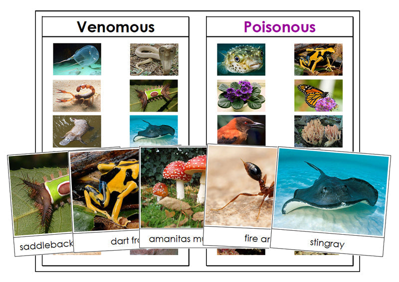 Venomous or Poisonous Animals & Plants - Montessori Print Shop science printable