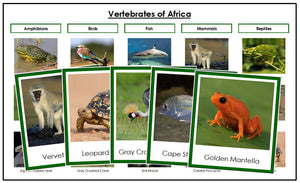 Vertebrates of Africa (color borders) - Montessori Print Shop