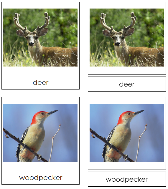 Woodland Animals 3-Part Cards - Montessori Print Shop