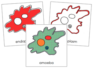 Amoeba Nomenclature Cards (red) - Montessori Print Shop