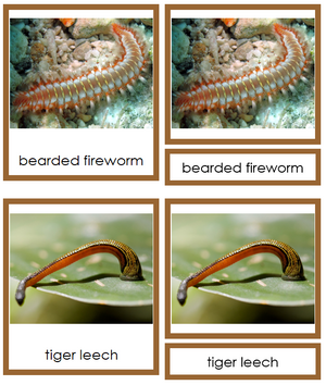 8 types of Annelida (Animal Kingdom) - Montessori Print Shop