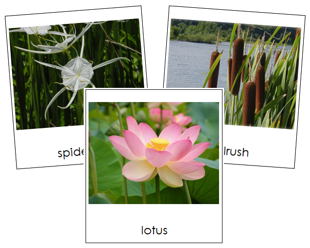 Aquatic & Wetland Plants - Montessori Print Shop