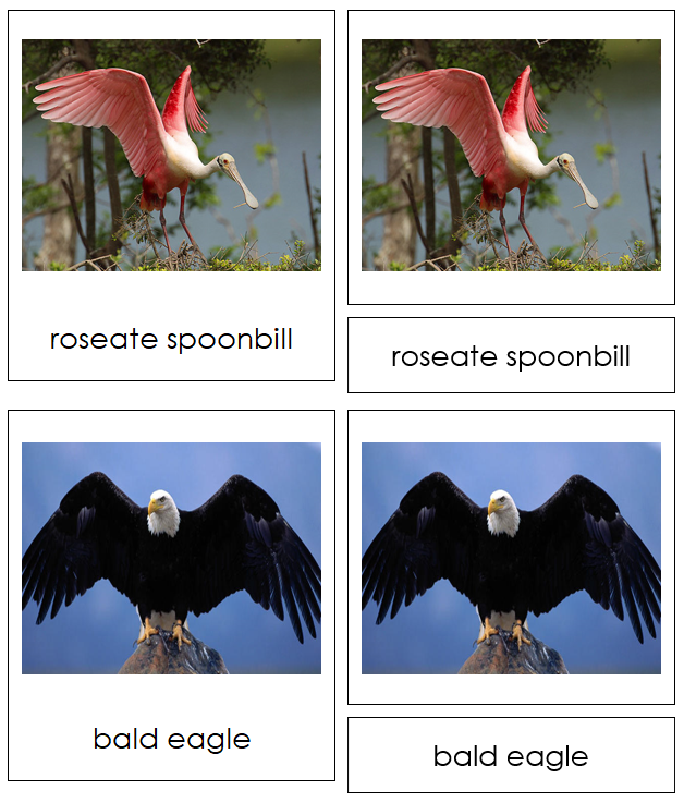 Types of Birds Cards - Animal Kingdom Cards - Montessori Print Shop