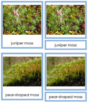 8 types of Bryophyta (mosses) - Montessori Print Shop