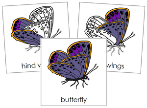 Butterfly Nomenclature Cards - Montessori Print Shop
