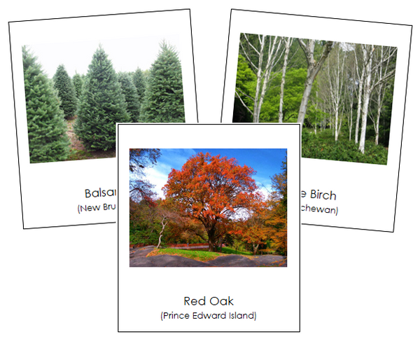 Canadian Provincial Trees - Montessori Print Shop