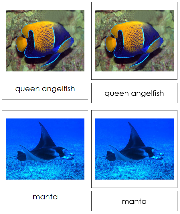 Class Pisces (fish) Cards - Animal Kingdom - Montessori Print Shop