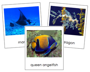 Class Pisces (fish) Cards - Animal Kingdom - Montessori Print Shop