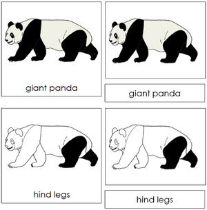 Giant Panda Nomenclature 3-Part Cards - Montessori Print Shop