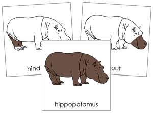 Hippopotamus Nomenclature Cards - Montessori Print Shop