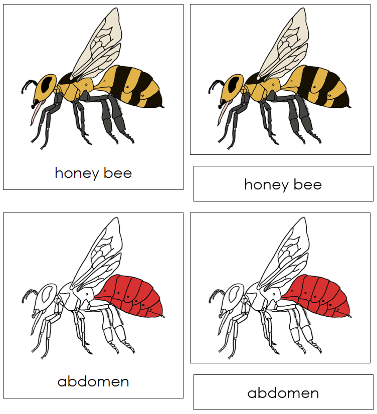 Honey Bee Nomenclature Cards (red) - Montessori Print Shop