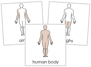 Human Body Nomenclature Cards - Montessori Print Shop