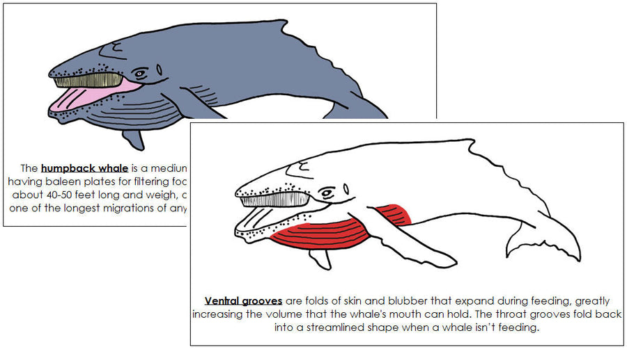 Humpback Whale Nomenclature Book (red) - Montessori Print Shop