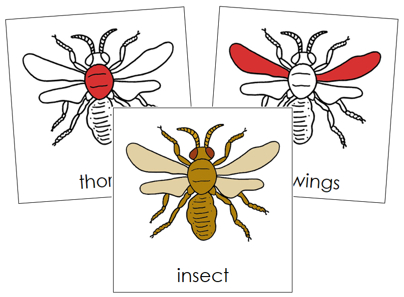 Insect Nomenclature Cards (red) - Montessori Print Shop