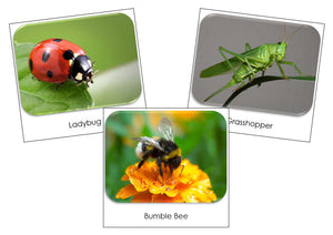 Insects Safari Toob Cards - Montessori Print Shop