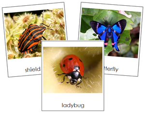 Insect Cards - Montessori Print Shop