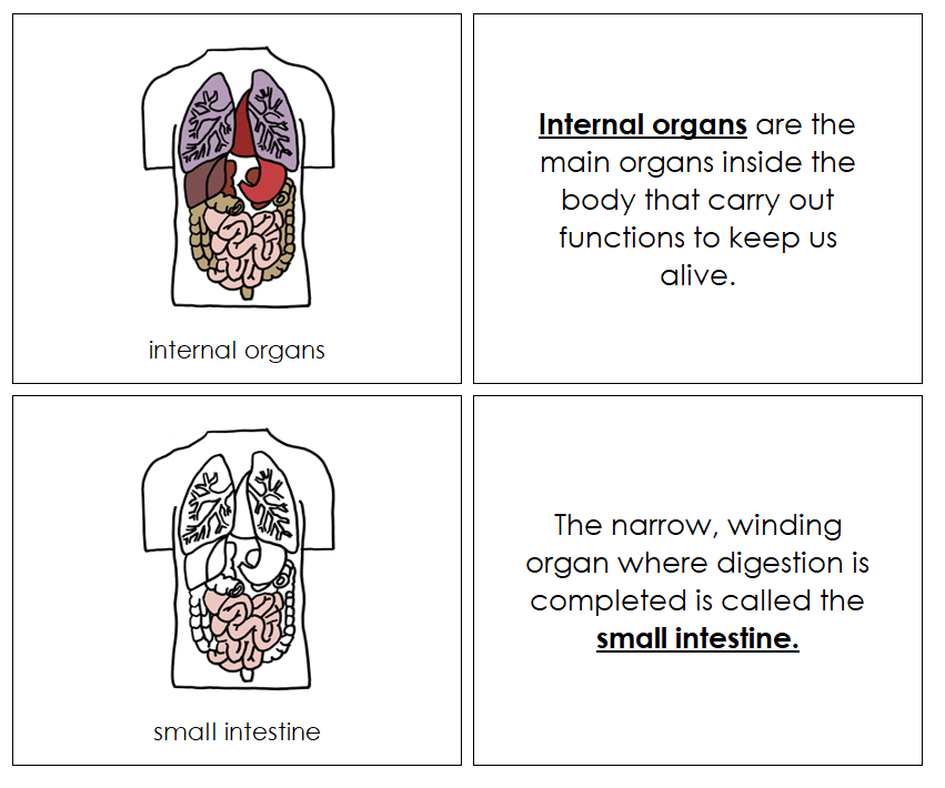 Human Body Internal Organs Nomenclature Book - Montessori Print Shop