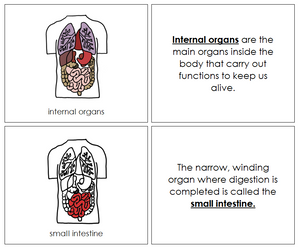Human Internal Organs Nomenclature Book - Montessori Print Shop