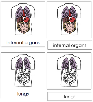 Internal Organs Nomenclature 3-Part Cards - Montessori Print Shop