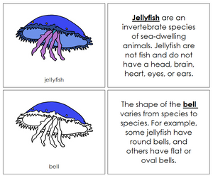 Parts of a Jellyfish Nomenclature Book - Montessori Print Shop