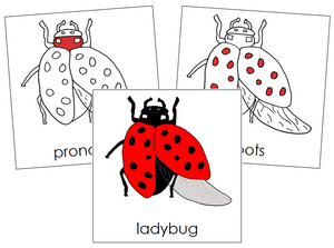Ladybug Nomenclature Cards (red) - Montessori Print Shop