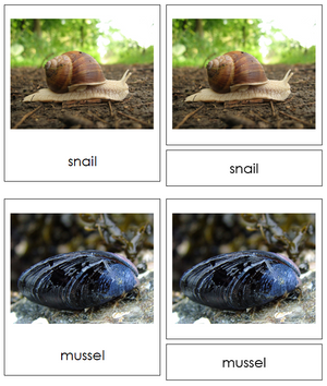 Mollusca Animal Cards - Montessori Print Shop