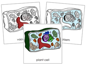 Plant Cell Nomenclature Cards - Montessori Print Shop