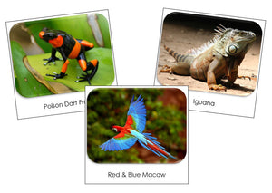 Rainforest Safari Toob Cards - Montessori Print Shop