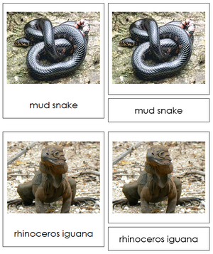 Types of Reptiles 3-Part Cards - Animal Kingdom Cards - Montessori Print Shop